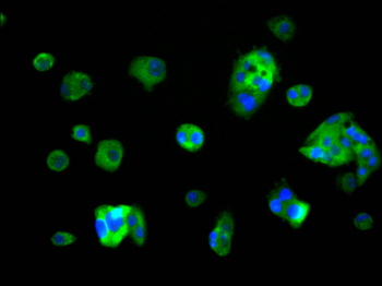 HPX Antibody