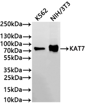 KAT7 Antibody