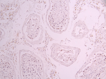 KAT7 Antibody