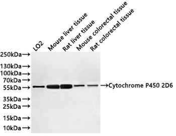 CYP2D6 Antibody
