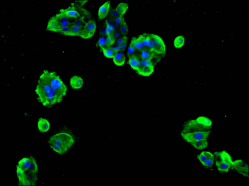 CYP2D6 Antibody
