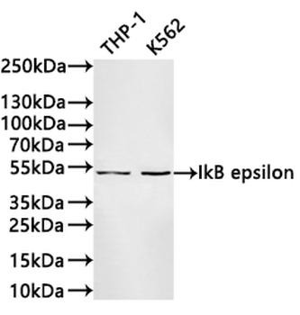 NFKBIE Antibody