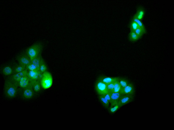 NFKBIE Antibody