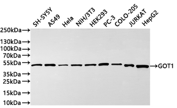GOT1 Antibody