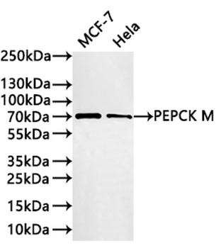PCK2 Antibody