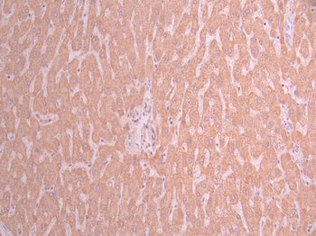 PCK2 Antibody