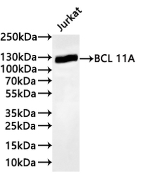 BCL11A Antibody
