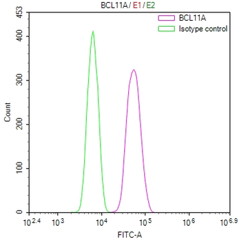 BCL11A Antibody