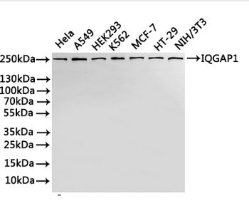 IQGAP1 Antibody