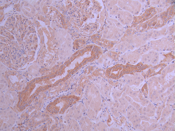 IQGAP1 Antibody