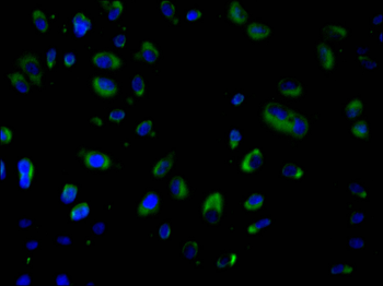 IQGAP1 Antibody
