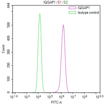 IQGAP1 Antibody