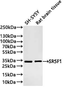SRSF1 Antibody