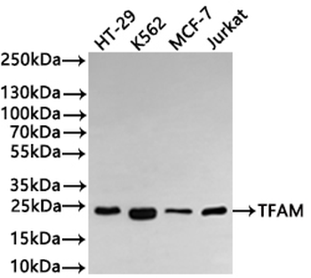 TFAM Antibody