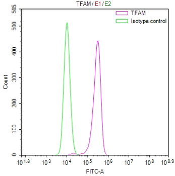 TFAM Antibody