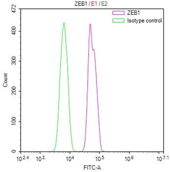 ZEB1 Antibody