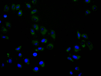 KSR1 Antibody