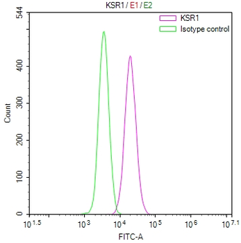 KSR1 Antibody