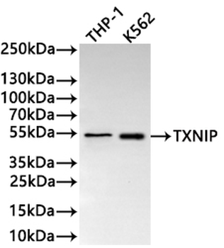TXNIP Antibody