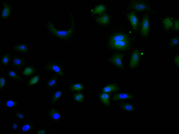 DTL Antibody