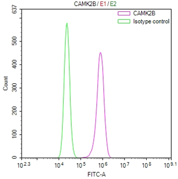 CAMK2G&CAMK2B Antibody