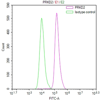 PRKD2 Antibody