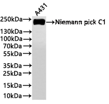 NPC1 Antibody