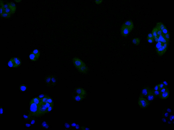NPC1 Antibody
