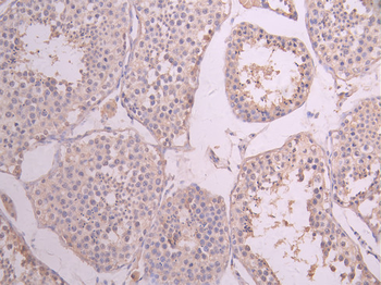 CLU Antibody