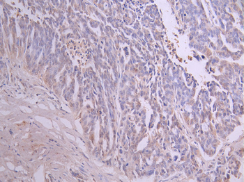 CLU Antibody