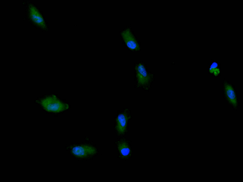 CLU Antibody