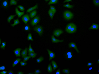 CLU Antibody