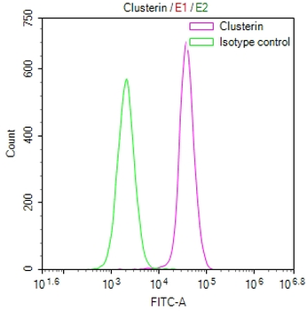 CLU Antibody