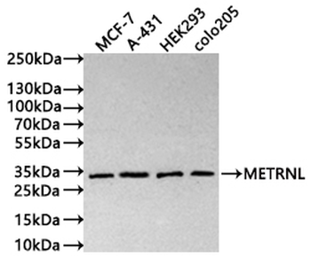 METRNL Antibody