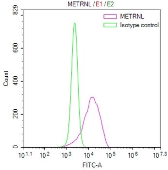 METRNL Antibody
