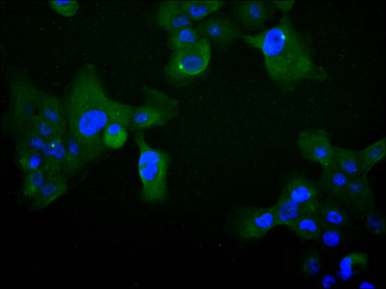 PPIA Antibody