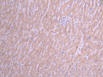 HSPA5 Antibody