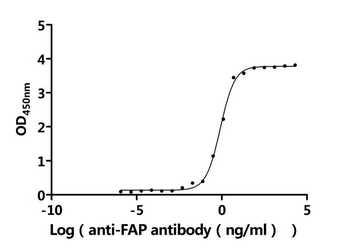 FAP Antibody