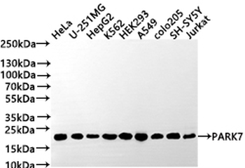 PARK7 Antibody