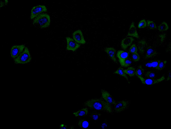 PARK7 Antibody
