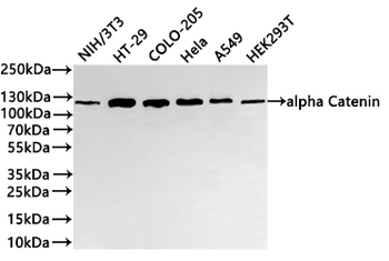 CTNNA1 Antibody