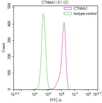 CTNNA1 Antibody