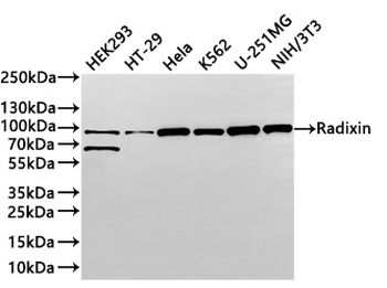 RDX Antibody