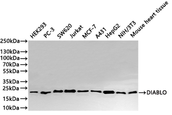 DIABLO Antibody