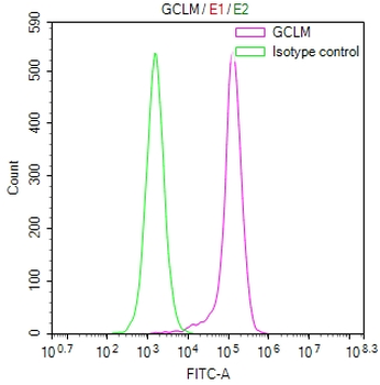 GCLM Antibody