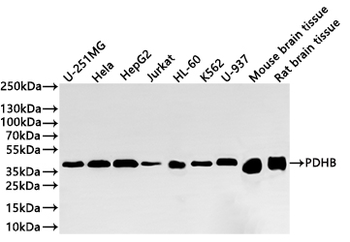 PDHB Antibody
