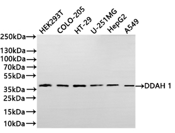 DDAH1 Antibody