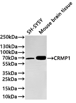 CRMP1 Antibody