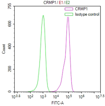 CRMP1 Antibody