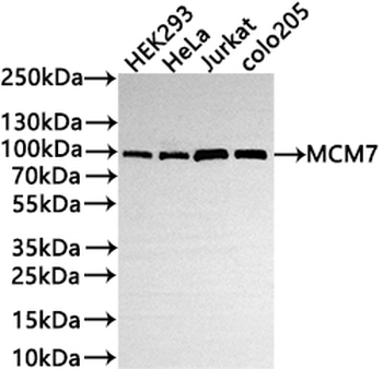 MCM7 Antibody